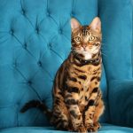 Bengal Cat Wild Cat Cat Romeo Tiger  - TheCats / Pixabay